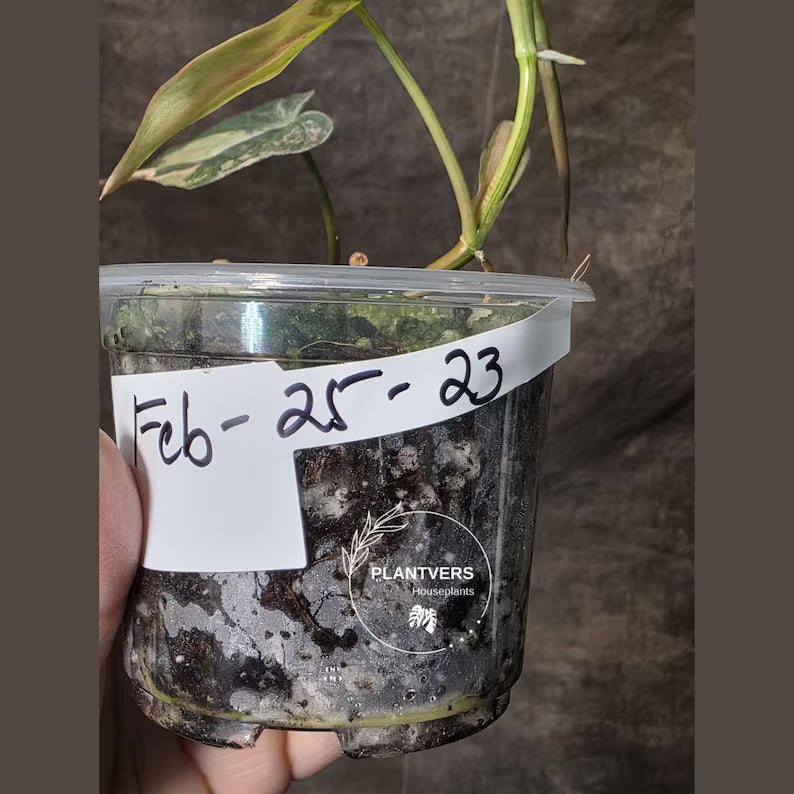 Variegated Philodendron Mican Aurea Potted Plant - Collector's Aroid - Mican Aurea Gift Houseplant - EXTREMELY Rare Live Plant - US Seller