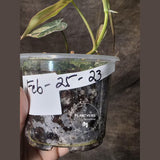 Variegated Philodendron Mican Aurea Potted Plant - Collector's Aroid - Mican Aurea Gift Houseplant - EXTREMELY Rare Live Plant - US Seller