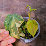 Variegated Philodendron Mican Aurea Potted Plant - Collector's Aroid - Mican Aurea Gift Houseplant - EXTREMELY Rare Live Plant - US Seller