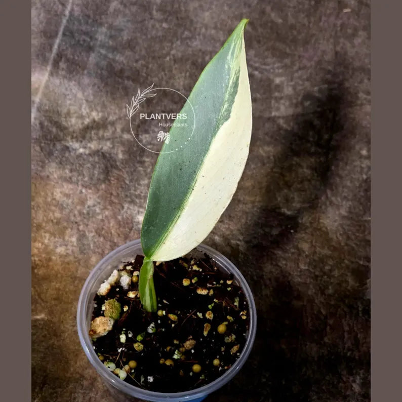 Super Rare Philodendron Silver Sword Variegated Plant - Collectors Plant - Rare Variegated Aroid Live Plant - Exact Same Plant - Us Seller