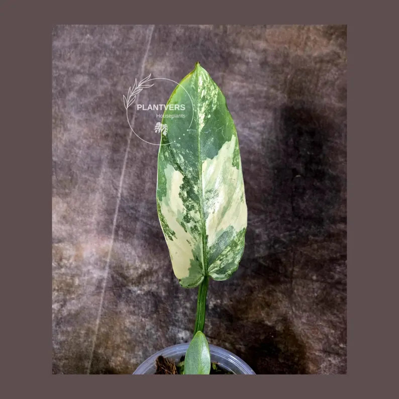 Super Rare Philodendron Silver Sword Variegated Plant - Collectors Plant - Rare Variegated Aroid Live Plant - Exact Same Plant - Us Seller