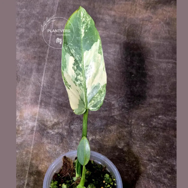 Super Rare Philodendron Silver Sword Variegated Plant - Collectors Plant - Rare Variegated Aroid Live Plant - Exact Same Plant - Us Seller