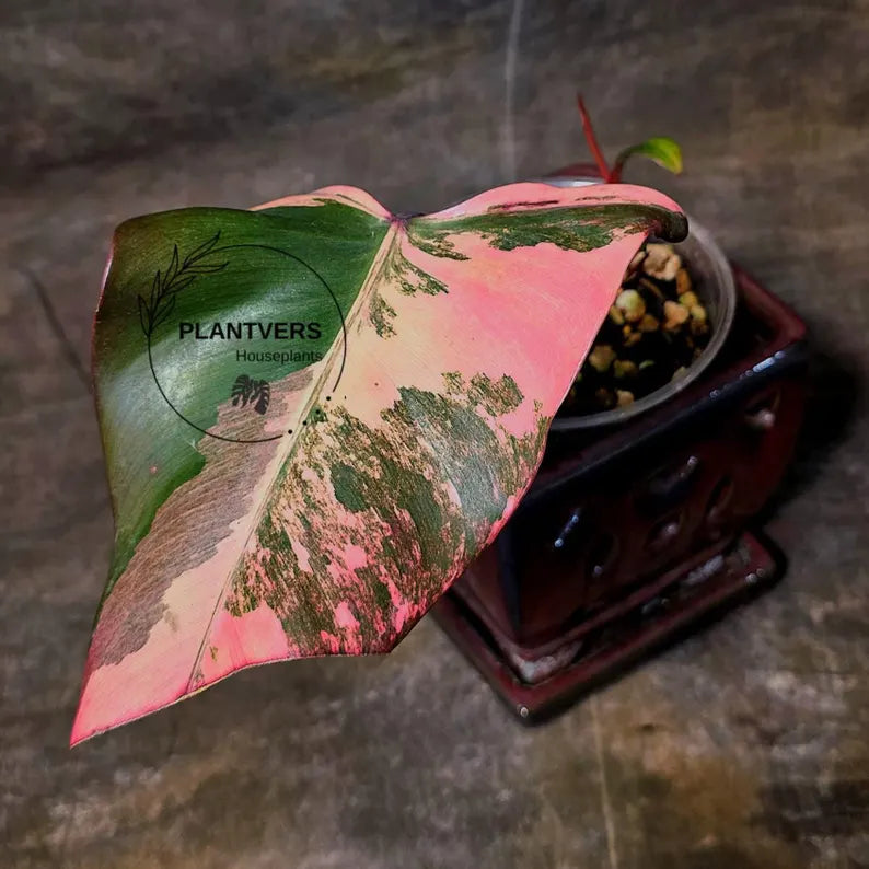 Variegated Philodendron Strawberry Shake - Super RARE Collector Plant - Philodendron Pink Plant - Live Indoor Plant - Exact Pot - US seller