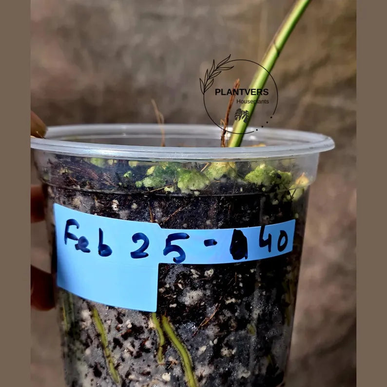 Super Rare Rhaphidophora Tetrasperma Migma Variegated Live Plant - Well Rooted Plant - Extremely Rare Collector Aroid Plant - US Seller