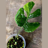 Super Rare Rhaphidophora Tetrasperma Migma Variegated Live Plant - Well Rooted Plant - Extremely Rare Collector Aroid Plant - US Seller