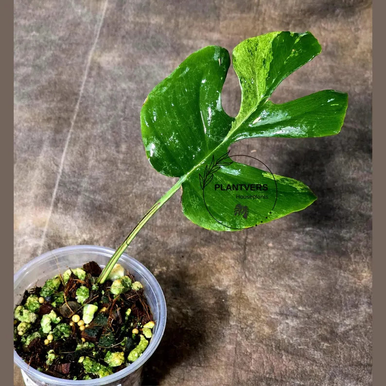 Super Rare Rhaphidophora Tetrasperma Migma Variegated Live Plant - Well Rooted Plant - Extremely Rare Collector Aroid Plant - US Seller