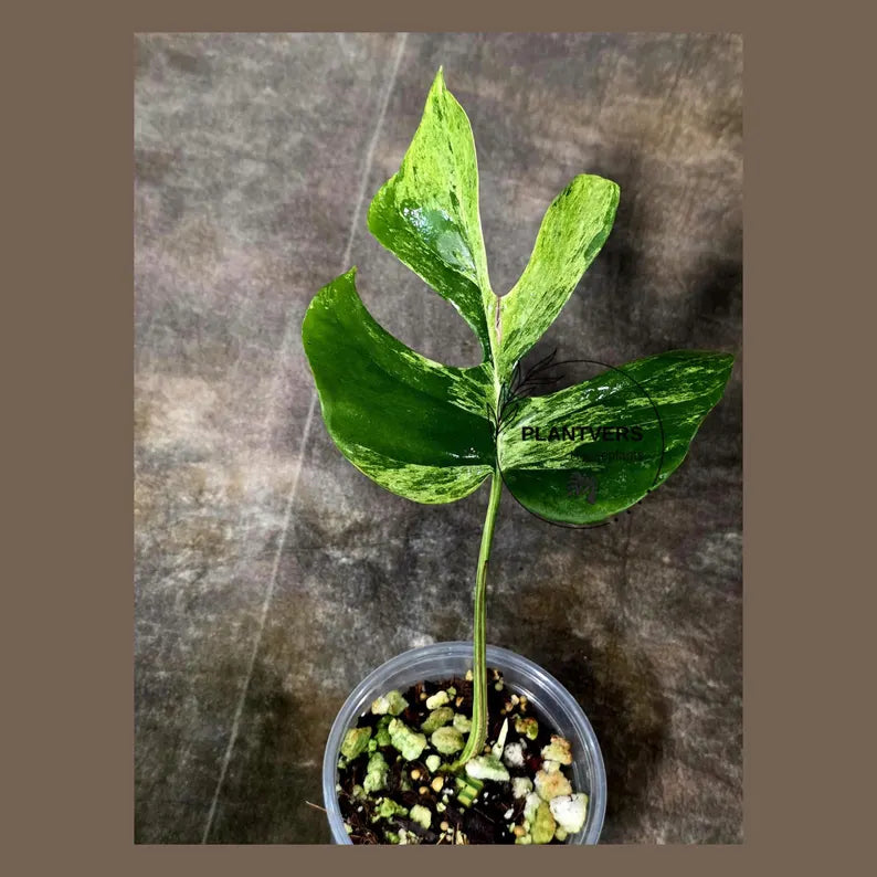 Super Rare Rhaphidophora Tetrasperma Migma Variegated Live Plant - Well Rooted Plant - Extremely Rare Collector Aroid Plant - US Seller