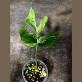 Super Rare Rhaphidophora Tetrasperma Migma Variegated Live Plant - Well Rooted Plant - Extremely Rare Collector Aroid Plant - US Seller