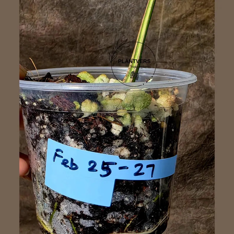 Super Rare Rhaphidophora Tetrasperma Migma Variegated Live Plant - Well Rooted Plant - Extremely Rare Collector Aroid Plant - US Seller