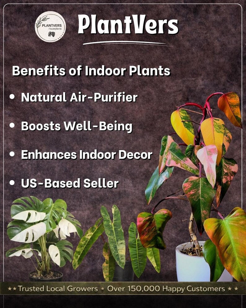 Anthurium Renaissance Pink in a Nursery Pot - Super Rare Pink Yellow Variegated - Beginner Friendly Exact Same Plant - US Seller