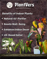 Anthurium Renaissance Pink in a Nursery Pot - Super Rare Pink Yellow Variegated - Beginner Friendly Exact Same Plant - US Seller