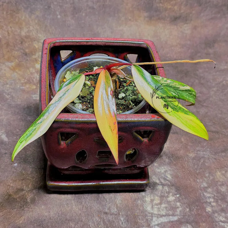 Variegated Philodendron Strawberry Shake - Super RARE Collector Plant - Philodendron Pink Plant - Live Indoor Plant - Exact Pot - US seller