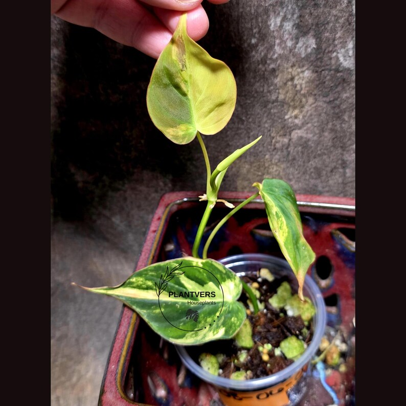 Variegated Philodendron Mican Aurea in a Nursery Pot - Rare Collector Plant - Beginners Plant - EXACT Plant - US Seller