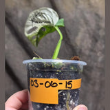 High Variegated White Monstera Adansonii Albo - Swiss Cheese Collector Rare EXACT Plant - US Seller