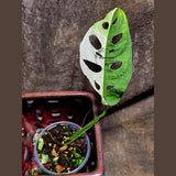 High Variegated White Monstera Adansonii Albo - Swiss Cheese Collector Rare EXACT Plant - US Seller