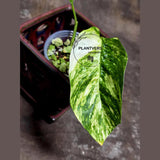 RARE Variegated 'Golden Flame' Epipremnum Pinnatum Plant - Variegated Yellow Flame Indoor Plant - SAME Plant - US Seller