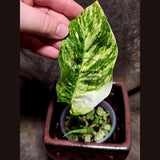 RARE Variegated 'Golden Flame' Epipremnum Pinnatum Plant - Variegated Yellow Flame Indoor Plant - SAME Plant - US Seller