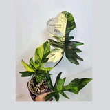 Variegated Philodendron Florida Beauty x Mayoi - Super Rare Live Plants - Air Purifier Plant for Home Decor - Exact Same Plant - US Seller