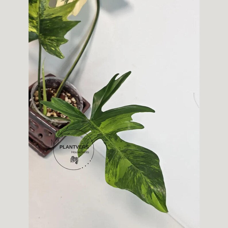 Variegated Philodendron Florida Beauty x Mayoi - Super Rare Live Plants - Air Purifier Plant for Home Decor - Exact Same Plant - US Seller