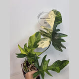 Variegated Philodendron Florida Beauty x Mayoi - Super Rare Live Plants - Air Purifier Plant for Home Decor - Exact Same Plant - US Seller