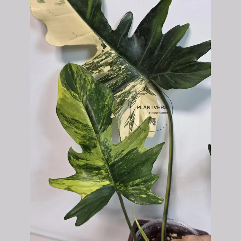 Variegated Philodendron Florida Beauty x Mayoi - Super Rare Live Plants - Air Purifier Plant for Home Decor - Exact Same Plant - US Seller