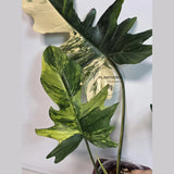 Variegated Philodendron Florida Beauty x Mayoi - Super Rare Live Plants - Air Purifier Plant for Home Decor - Exact Same Plant - US Seller