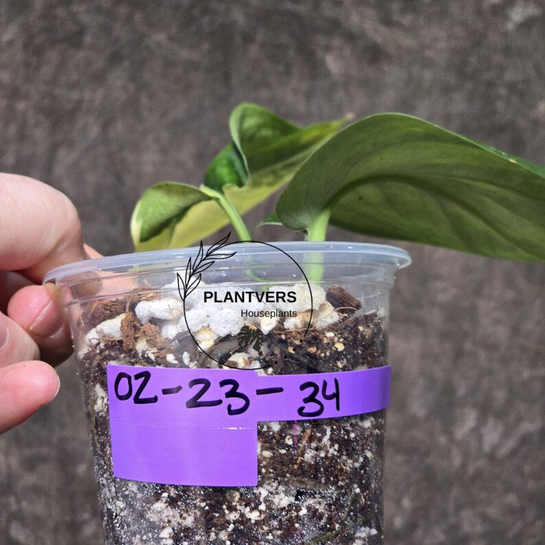 Scindapsus Jade Satin Variegated Plant in a Nursery Pot - Rare Collector Plant - EXACT Plant - US Seller