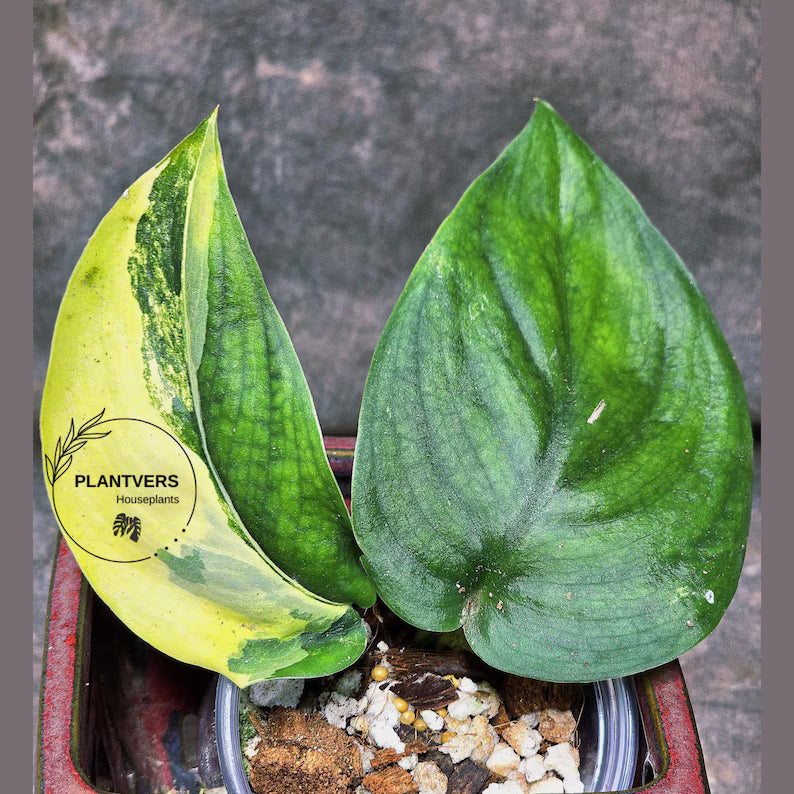 Scindapsus Jade Satin Variegated Plant in a Nursery Pot - Rare Collector Plant - EXACT Plant - US Seller