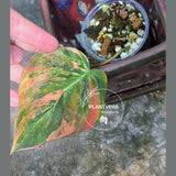 Variegated Philodendron Mican Aurea in a Nursery Pot - Rare Collector Plant - EXACT Plant - US SELLER