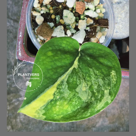 Scindapsus Jade Satin Variegated Plant in a Nursery Pot - Rare Tropical - EXACT Plant - US Seller