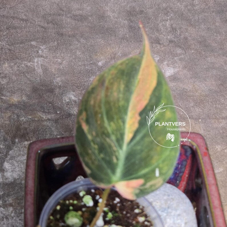 Variegated Philodendron Mican Aurea in a Nursery Pot - Rare Collector Plant - EXACT Plant - US SELLER