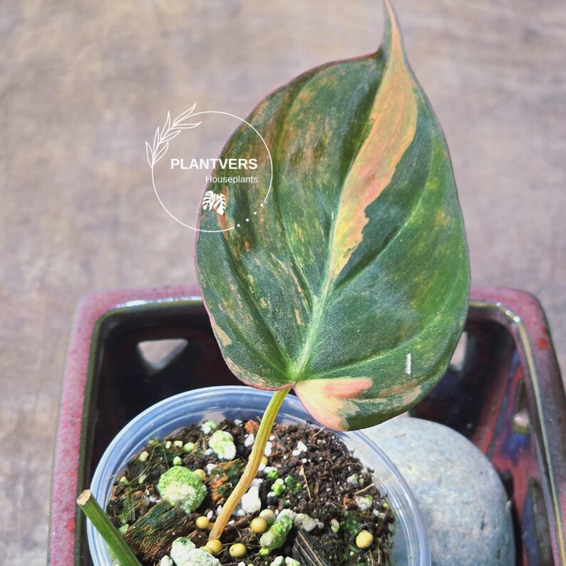 Variegated Philodendron Mican Aurea in a Nursery Pot - Rare Collector Plant - EXACT Plant - US SELLER
