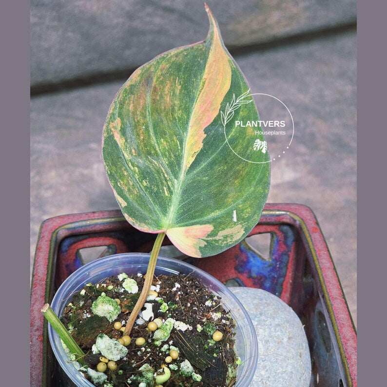 Variegated Philodendron Mican Aurea in a Nursery Pot - Rare Collector Plant - EXACT Plant - US SELLER