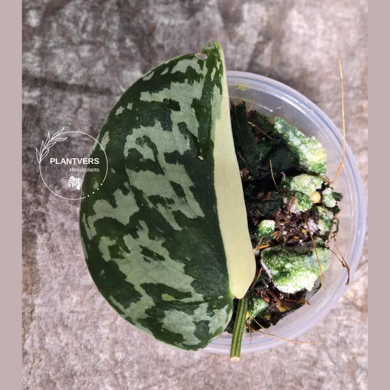 Variegated Scindapsus Mayari - Rare Collector Plant - EXACT Same Plant - US Seller