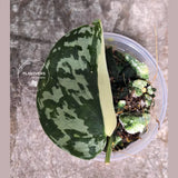 Variegated Scindapsus Mayari - Rare Collector Plant - EXACT Same Plant - US Seller