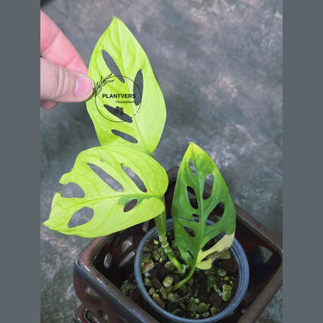 High Variegated White Monstera Adansonii Albo - Swiss Cheese Collector Rare EXACT Plant - US Seller