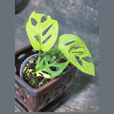 High Variegated White Monstera Adansonii Albo - Swiss Cheese Collector Rare EXACT Plant - US Seller