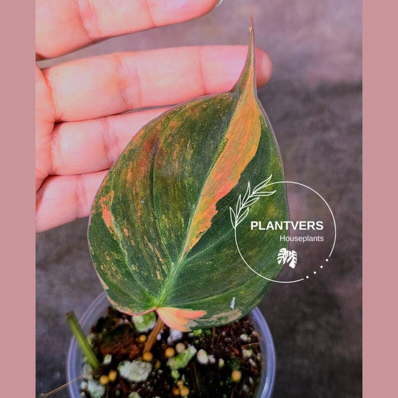 Variegated Philodendron Mican Aurea in a Nursery Pot - Rare Collector Plant - EXACT Plant - US SELLER