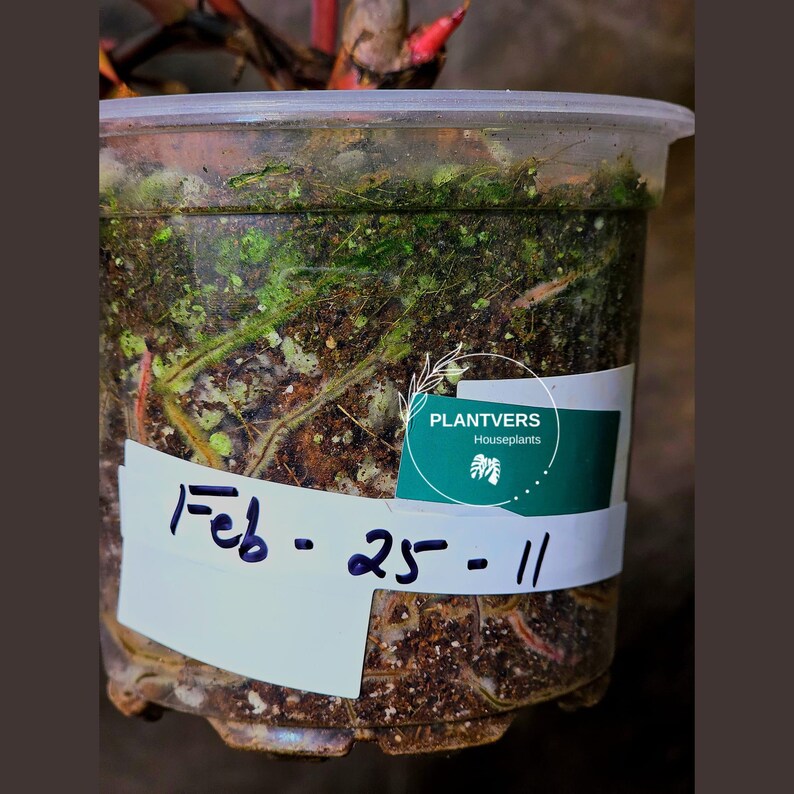 High Variegated Philodendron Strawberry Shake - Rare Collector Plant - Exact Plant - US Seller