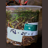 High Variegated Philodendron Strawberry Shake - Rare Collector Plant - Exact Plant - US Seller