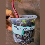 High Variegated Philodendron Strawberry Shake - Rare Collector Plant - Exact Plant - US Seller