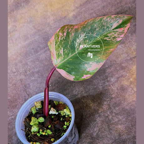 High Variegated Philodendron Strawberry Shake - Rare Collector Plant - Exact Plant - US Seller