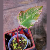 variegated philodendron strawberry shake