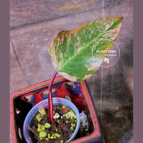 variegated philodendron strawberry shake