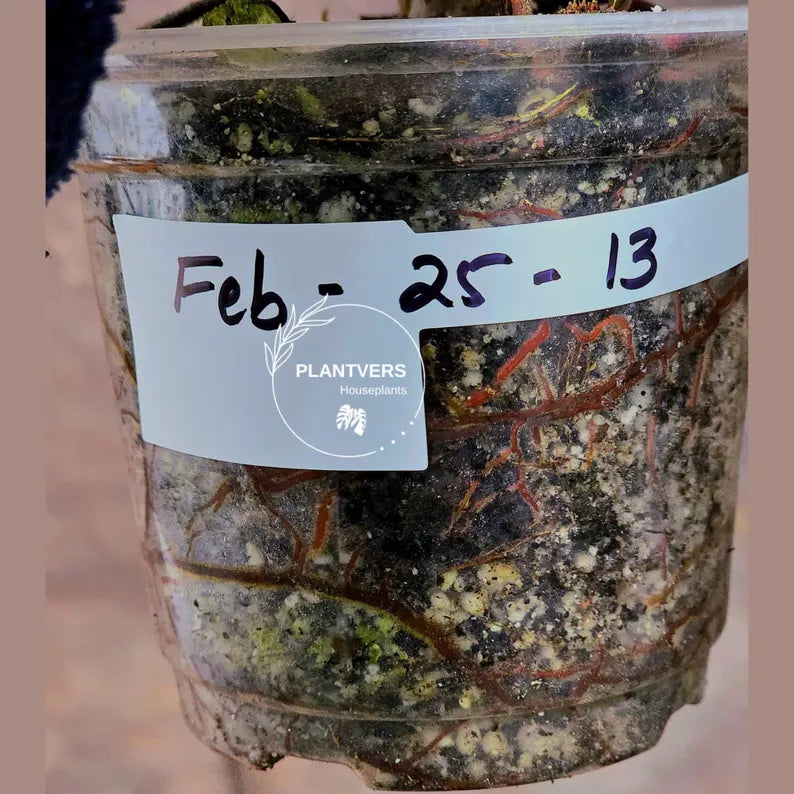 High Variegated Philodendron Strawberry Shake - Rare Collector Plant - Exact Plant - US Seller