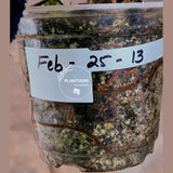 High Variegated Philodendron Strawberry Shake - Rare Collector Plant - Exact Plant - US Seller