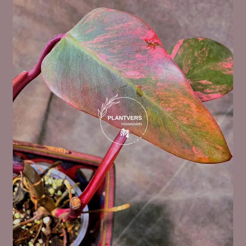 rare pink philodendron 