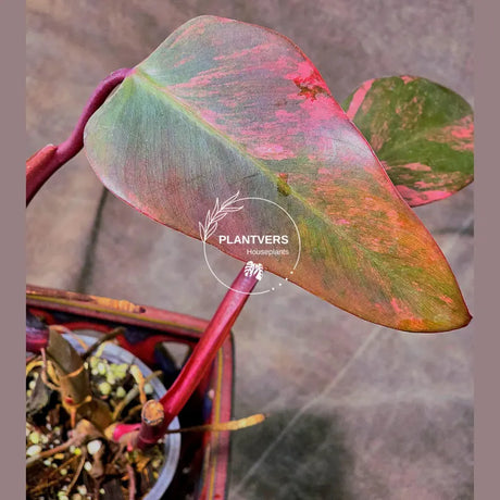 rare pink philodendron 