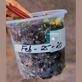 High Variegated Philodendron Strawberry Shake - Rare Collector Plant - Exact Plant - US Seller