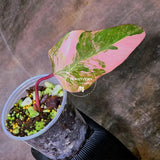 pink philodendron